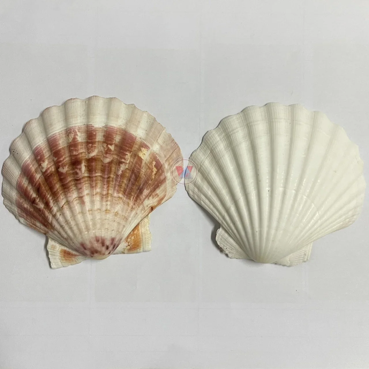 Scallop Shells Natural Seashells for or DIY Crafts Decor for Wedding Decor Beach Theme Party, Home Decorations, Fish Tank