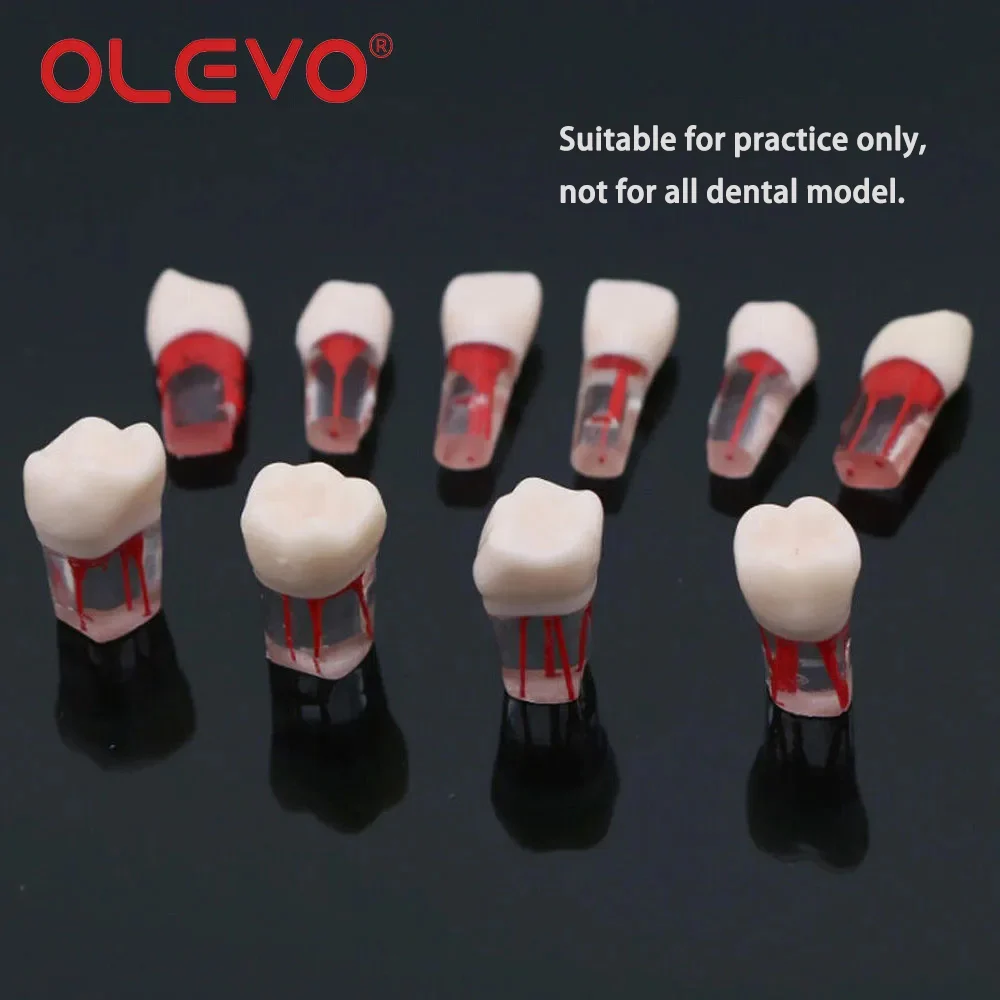 OLEVO 10 Pcs Dental RCT Endo Teeth Model Endodontic Root Canal Block Pulp Cavity Resin Study Practice Endodontic Training M8006