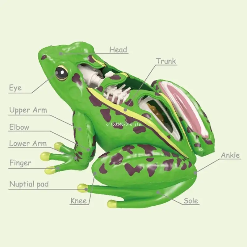 4D Frogs Anatomy Model Animal Anatomical Students Studying Tool Educational Toy for Children Biology Teaching Aids Dropship