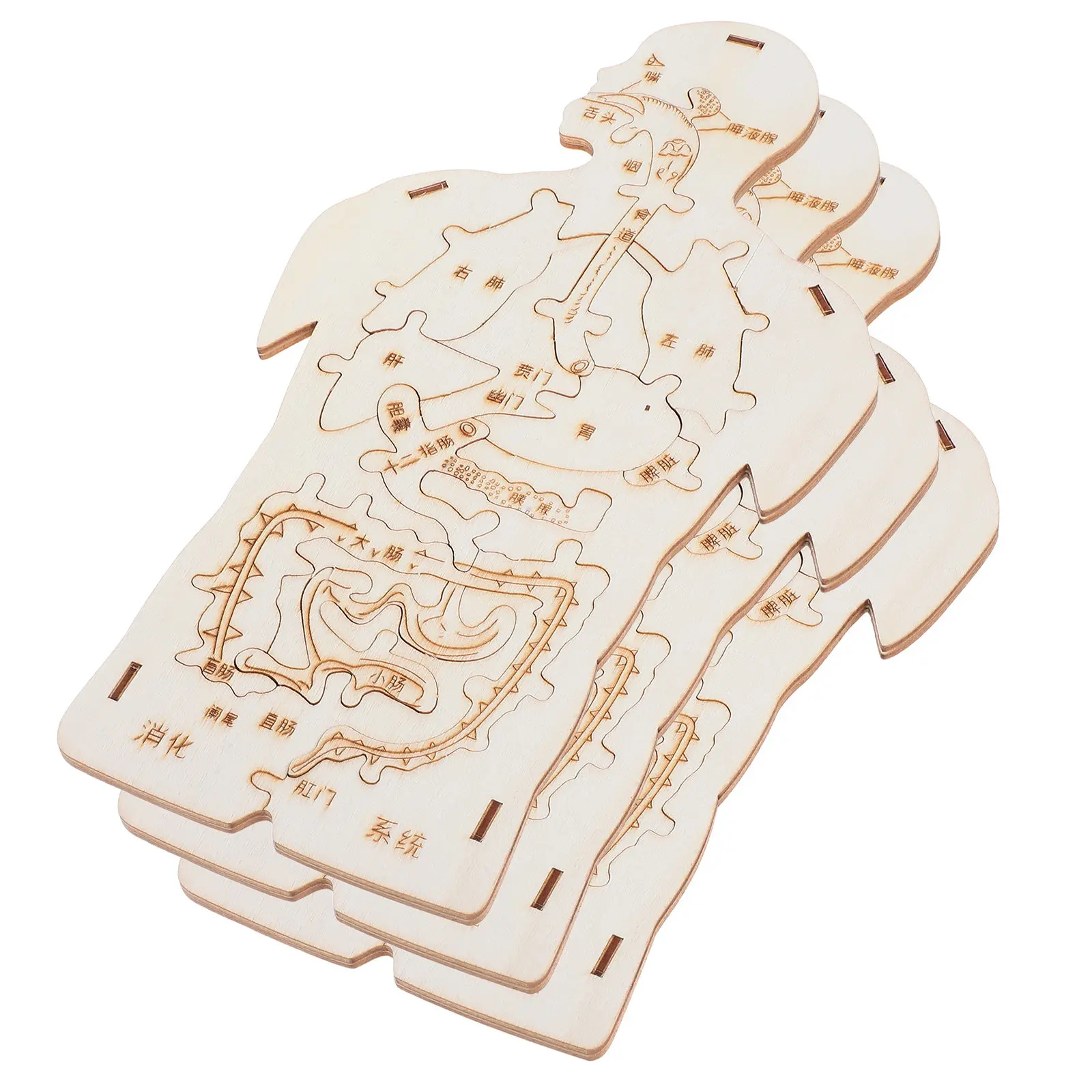 

Набор из 3 деревянных моделей анатомии человека - обучающая игра для развития мелкой моторики