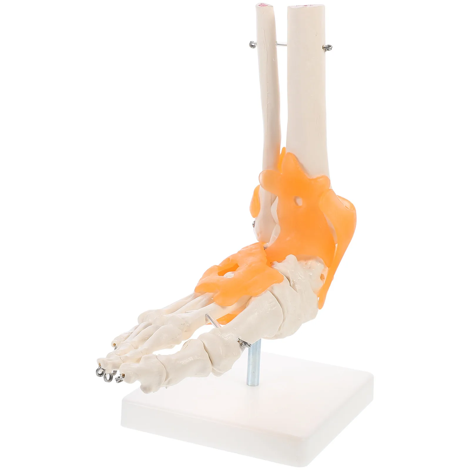 1Pcs Foot Joint Anatomically Correct Flexible Ligaments PVC Human Foot Base Teaching Tool Educational