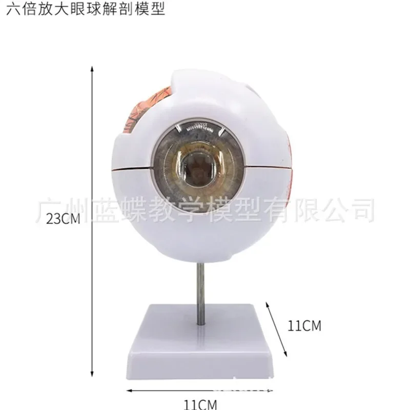 Six Times Enlarged  Anatomical Human Eyeballs Cornea  Iris Lens Vitreous Body Teaching Aids for Ophthalmic Surgery