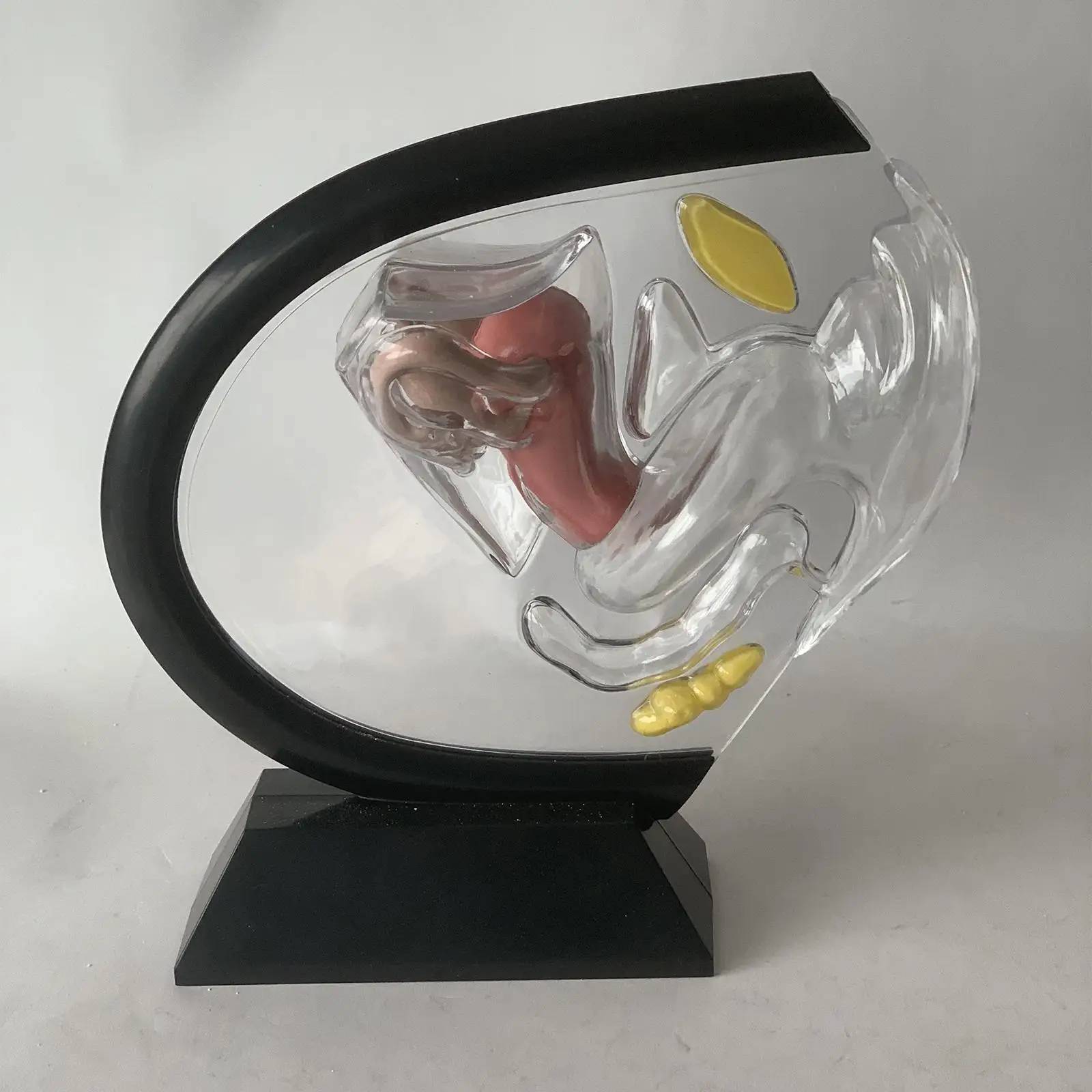 3D Reproductive Uterus Model Laboratory Kits Clear Female Reproductive System Model for Educational Learning Teaching Tools