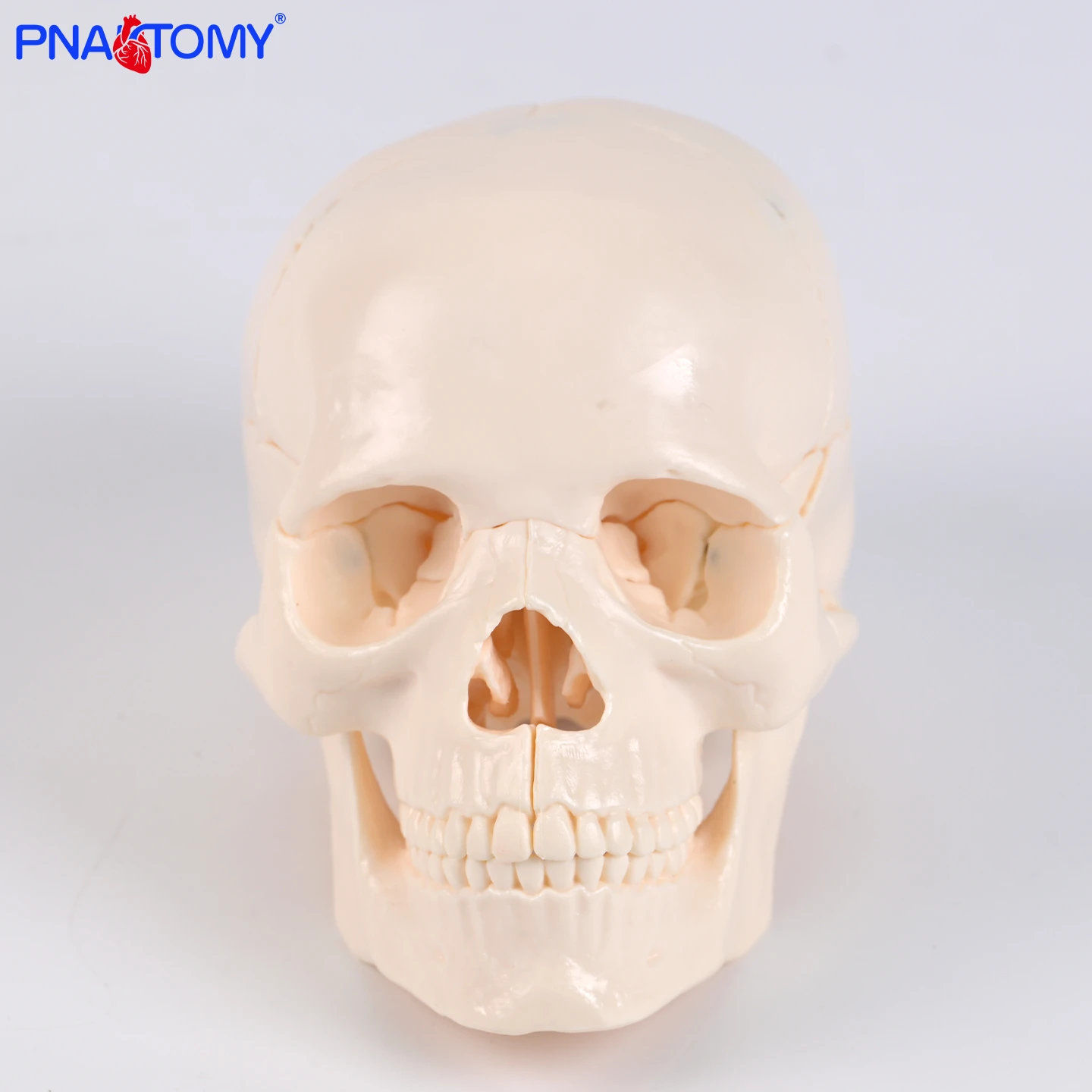 

Reduced Size White Skull Model 15 Parts Detachable Skull Skeleton Model Anatomical Tool Dental Educational Equipment