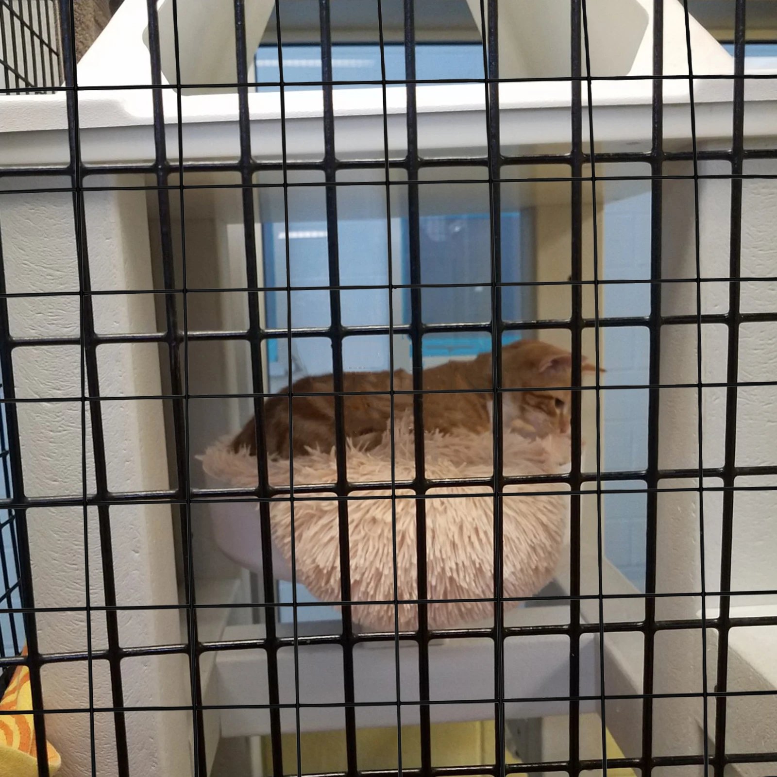 

4 Pcs Pet Cage Accessories Play Pen for Dogs Indoors Playpen Cages Mesh Panels Playpens Rabbit Foldable