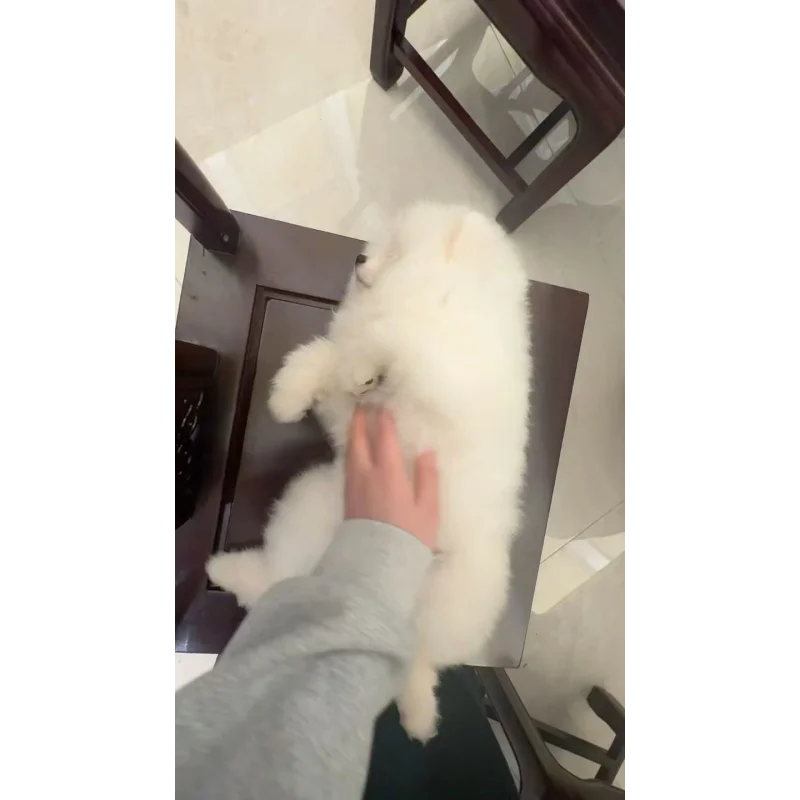 

Latest 2-in-1 Thermiva Fractional RF Machine: Salon-Grade Private Skin Rejuvenation, Lift & Tightening Repair Device