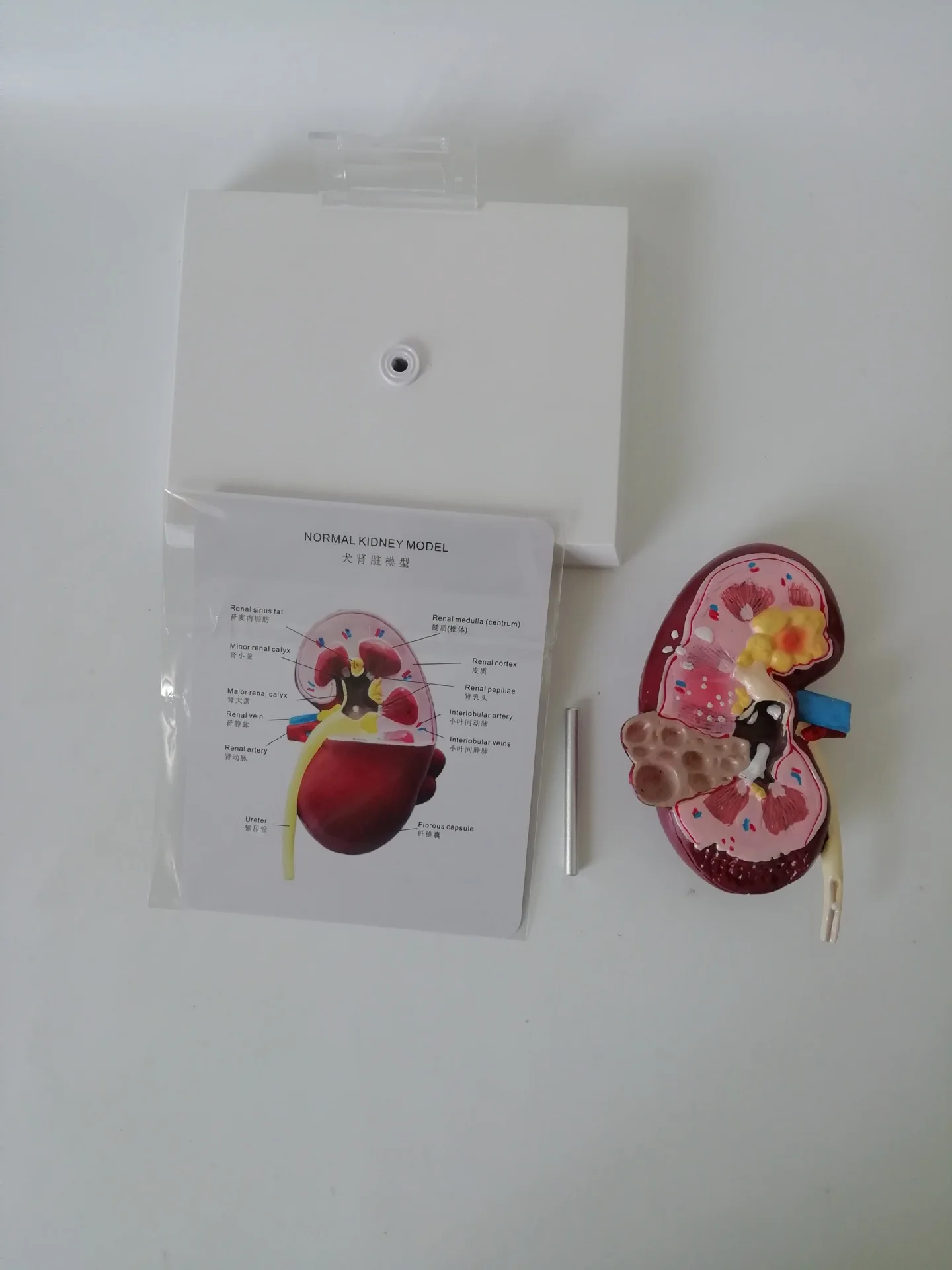 Canine Kidney Anatomy Model Medical Teaching Research Demonstration
