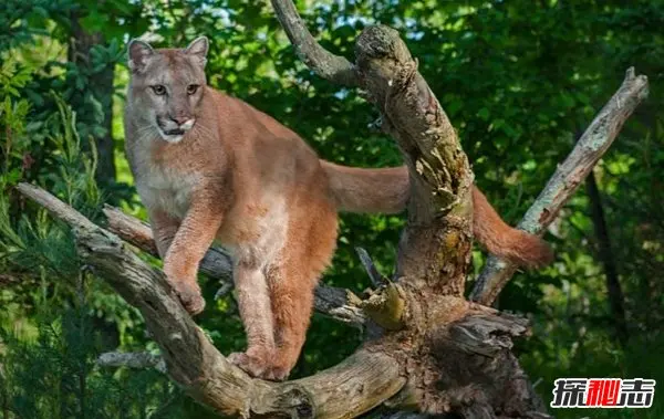 

1/12 Monster Truck Modified Body Shell Wheels Upgrade Parts Kit for Wltoys 124016 124017 124018 124019 RC Buggy Car Hobby