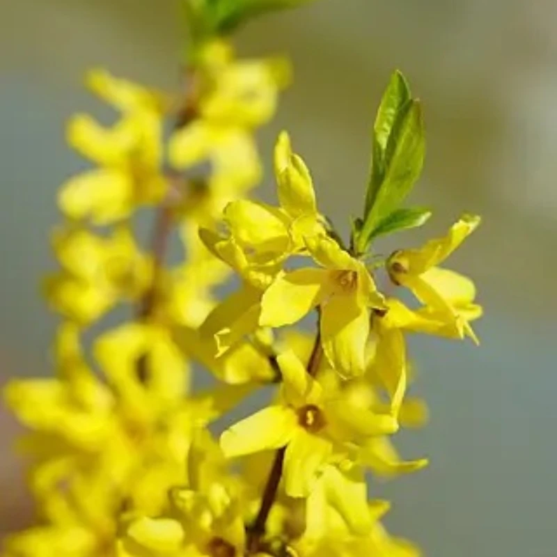 JX Servo PDI-9180MG 180 degrés Mini Servo 2.5kg 0.12sec 12g engrenage métallique Servo numérique pour avion à voilure fixe