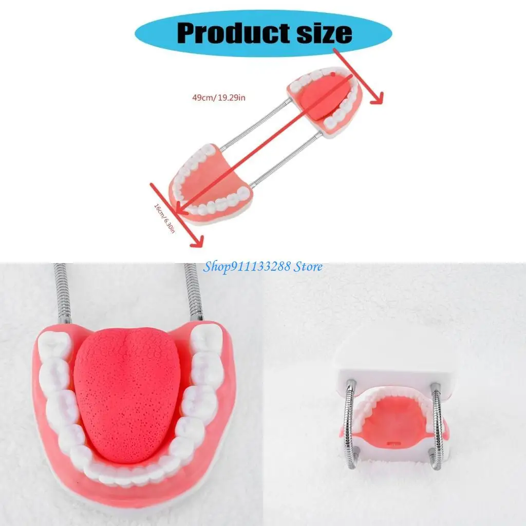 

G88D Human Teeth Tongue Anatomy Model Enlarged Anatomical Teeth Tongue Model Dental Teaching Props for Lecture Report