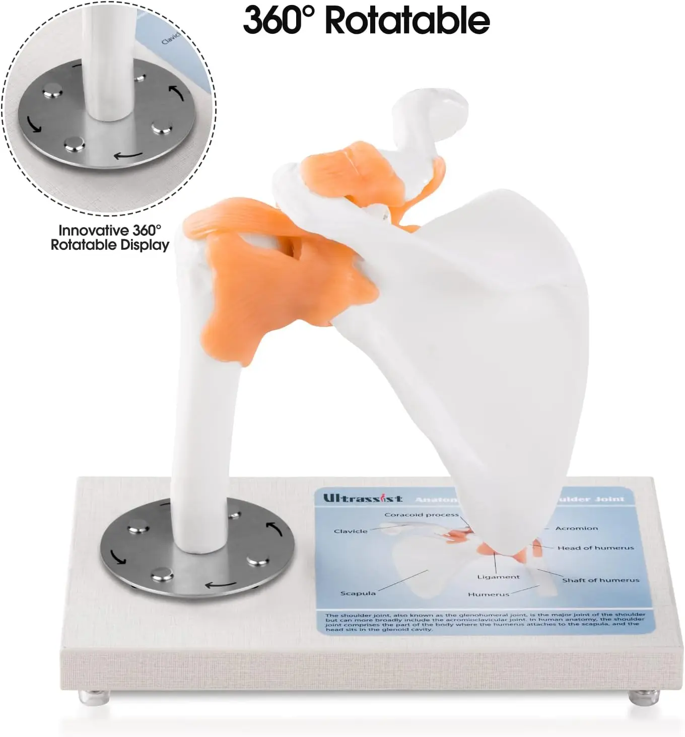 Ultrassist Human Shoulder Joint Model  1:1 Skeleton Anatomical Model Ligaments 360° Rotatable for Classroom Medical Education