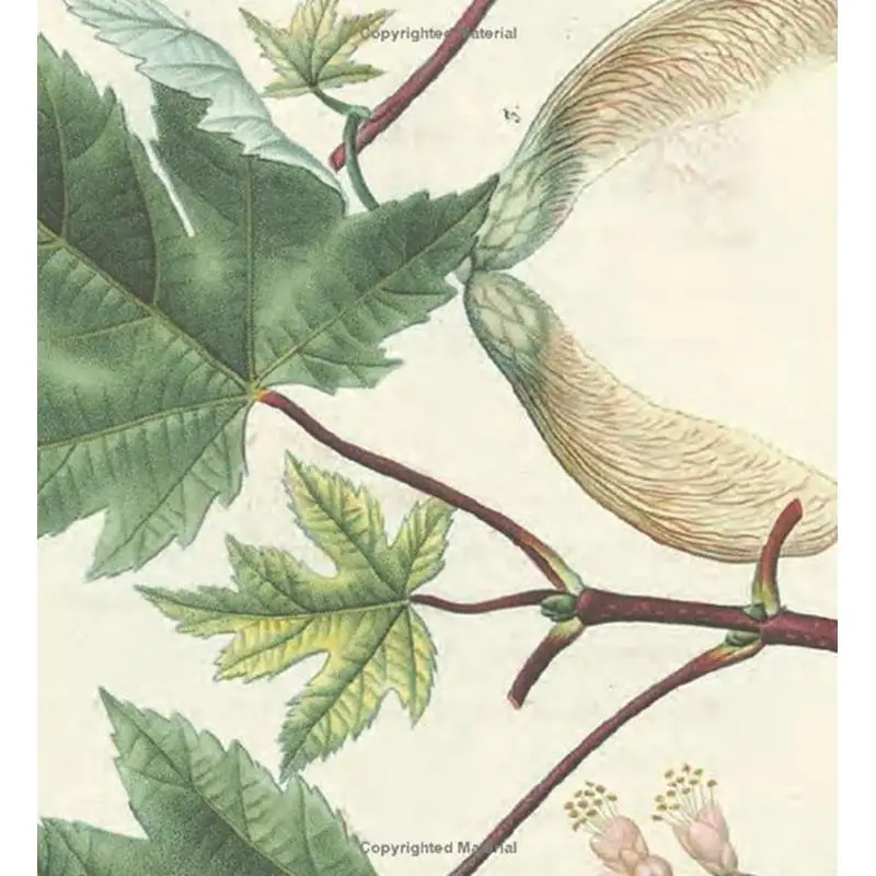 Деревья Северной Америки Миша и Redoutes Американский шедевр Грегори Длинный пресс Abbeville 9780789214027 Книга