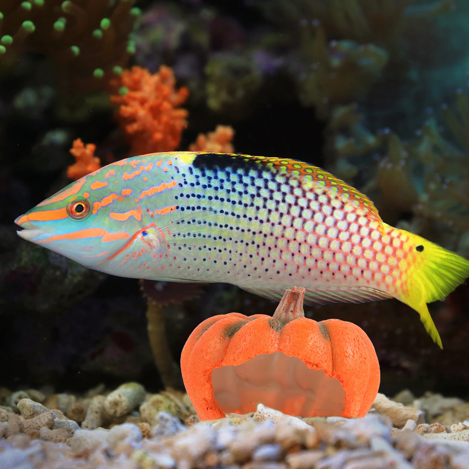 

Adorable Pumpkin Shaped Hideout Resin Tank Safe Halloween Decor Tank Accessory Desktop Aquarium Compact Landscaping Aquarium