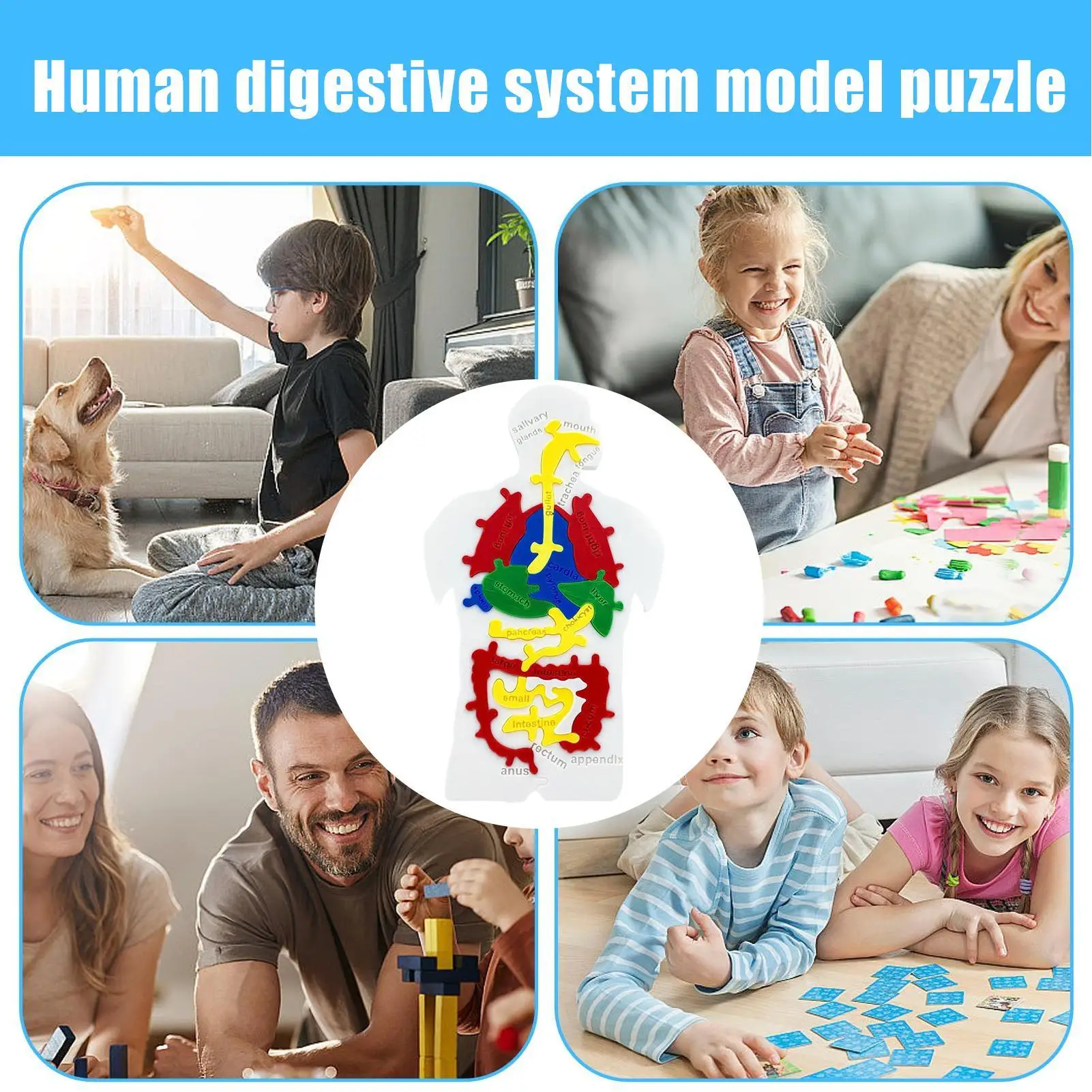 

Human Body Model Human Internal Organs Jigsaw Model Scientific Cognition Toy For Toddler Boy Child Teenager Student Teachers