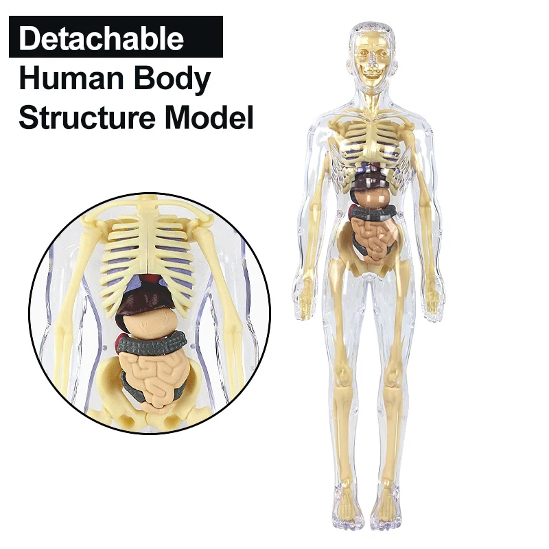 3D Human Body Torso Model for Kid, Anatomy, Skeleton, Removable, Simulation, Organ and Skeleton, Detachable Bone Body Models