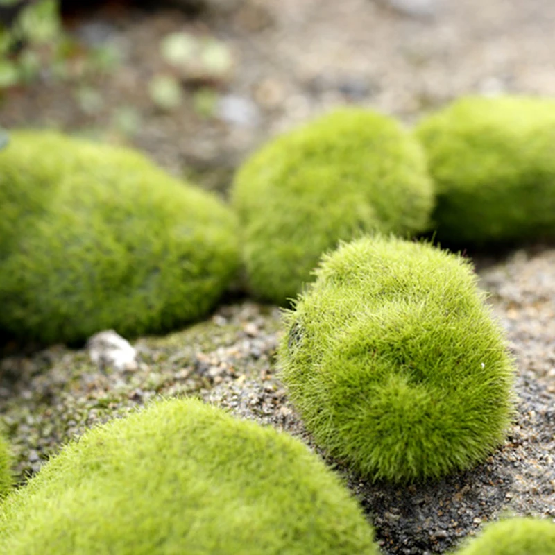 Piedras de musgo pequeñas para granja de hormigas, accesorios de decoración ecológica para nido de hormigas, herramienta para Decoración de casa de