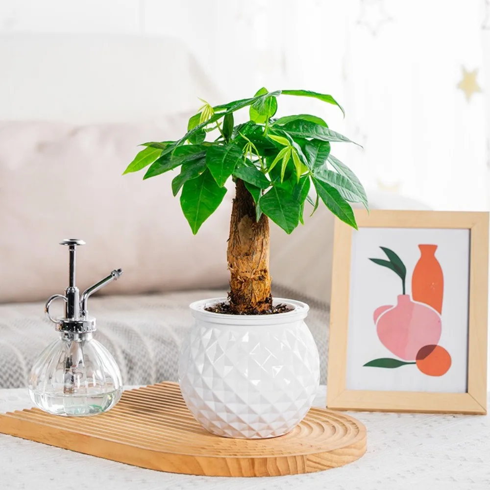 

Creative Self Watering Hydroponic Plants Pot Plastic Removable Flowerpot Mini Succulent Planter Tabletop Vase