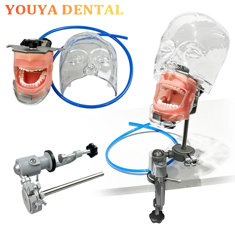 

Dental Denture Phantom Head Model Simulator with Mask Water Pipe Clamp Detachable Spare Tooth Dental Teaching Practice Model