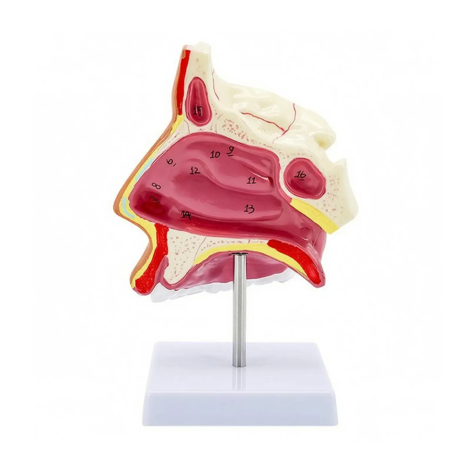 Nasal Upper Airway Display PVC Human Nose Model for Medical Education and Demonstration