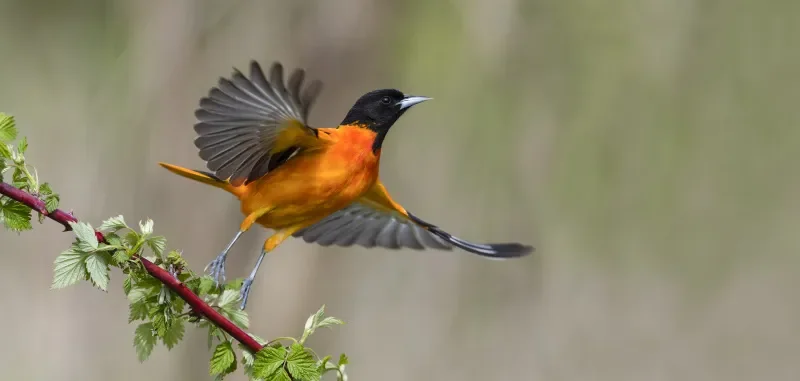 

HBX 2105A 1/14 4WD RC Off-Road Truck - 2.4G, 2840 Brushless, 75km/h, RTR