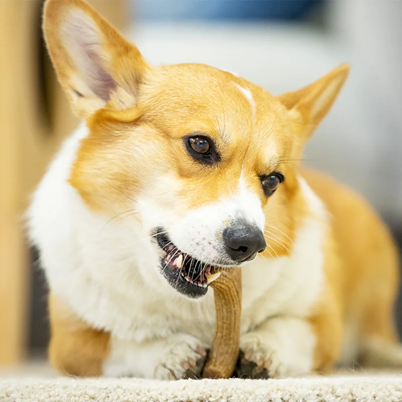 

Wooden plastic antlers dog teething toys for puppies, medium and large dog supplies, bite-resistant toys to play with themselves