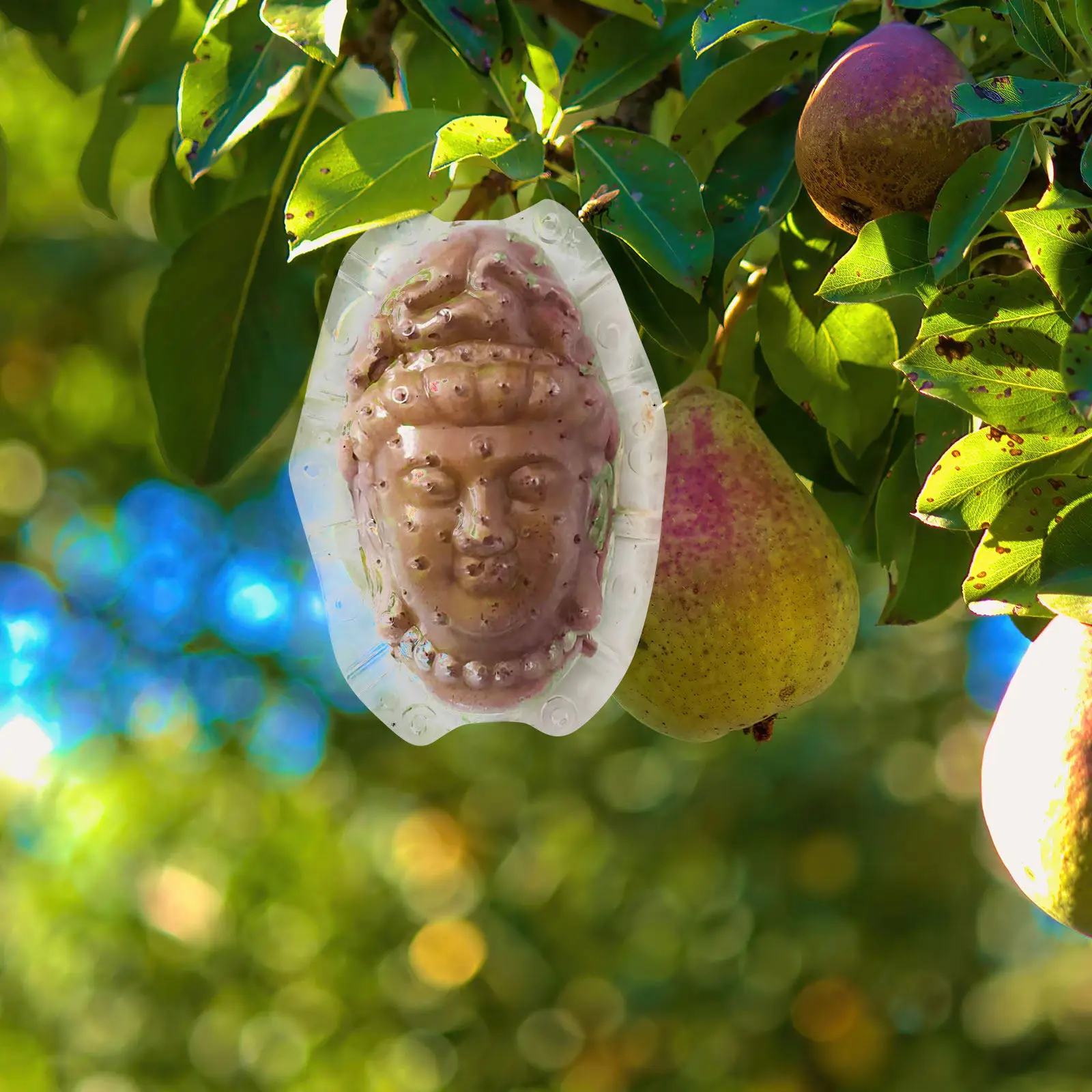 Transparent Fruit Growth Mold Acrylic Ginseng Fruit Shaper for Home Garden Plant Observation 1 Piece
