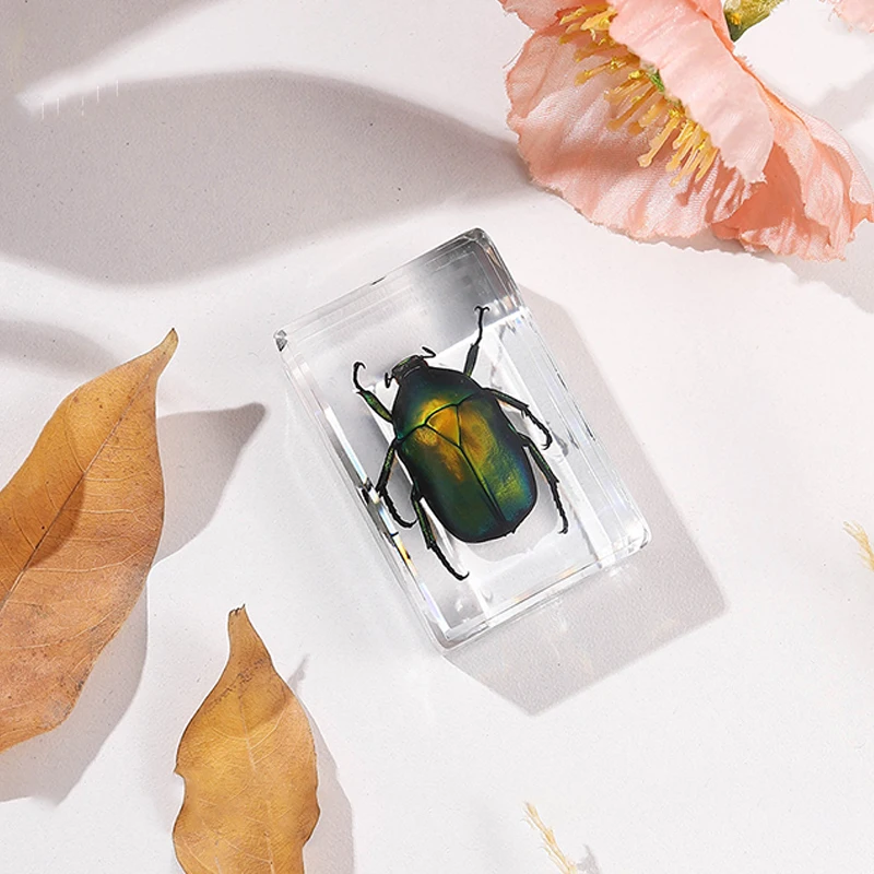 Natural Insect Specimens Resin Scarab Home Decoration Figurine Beetles Bugs Gifts For Environmentalists Home Office Ornaments
