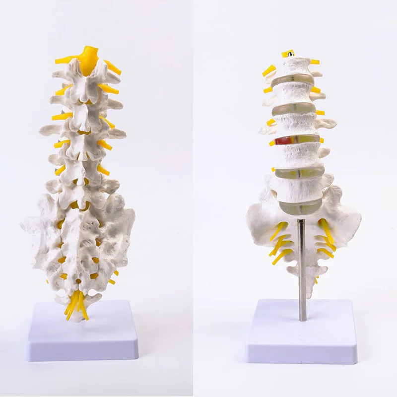 Human Lumbar Spine Model Anatomy Model Medical Spine Statues Medical Science Teaching Resources Dropshipping