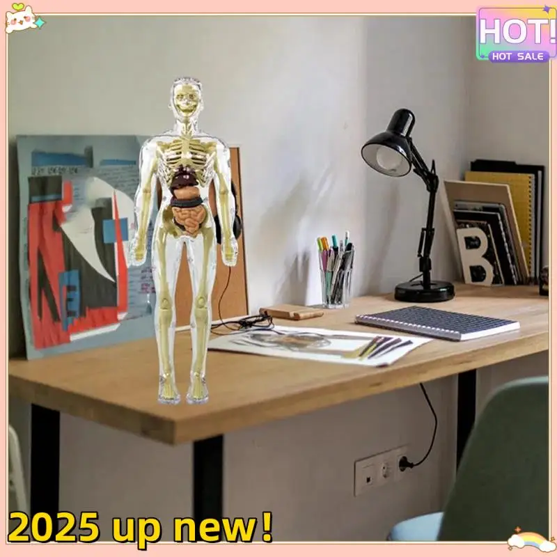 3D Human Body Torso Model Anatomy Model Skeleton Human Body Model Removable Parts
