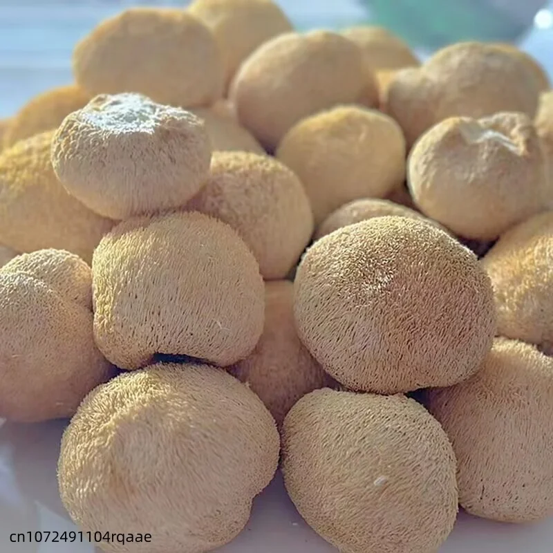 Champignons de crinière de lion séchés de qualité supérieure, 5-8 cm |   Champignons Hericium Erinac