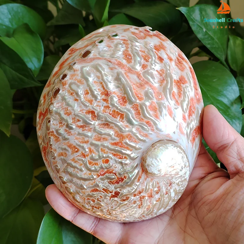 Home Decoration Red Pattern Abalone SeaShells Home Accessories Conch Fish Tank Aquarium Creative Decoration Lucky Conch Specimen view 3