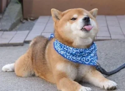 

Набор из 12 шестигранных отверток для радиоуправляемых моделей: внутренние шестигранные ключи, крестовые и плоские отвертки для ремонта