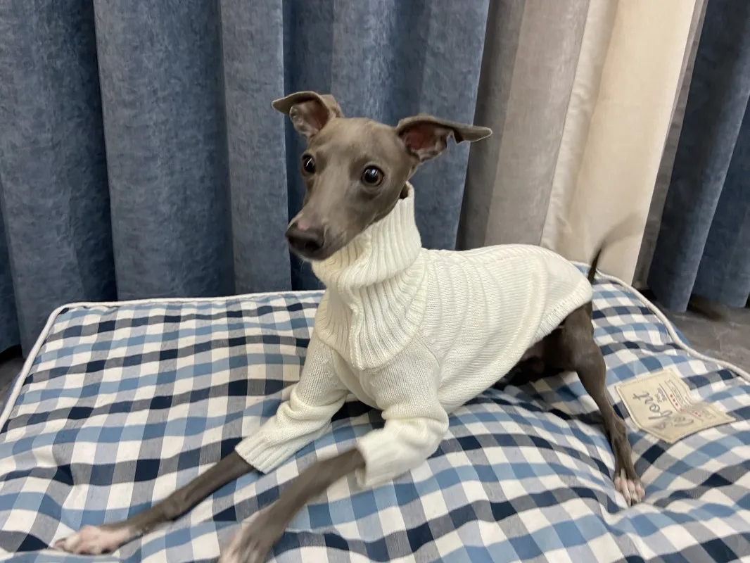 Sweter Putih Whippet Sweater Musim Dingin Semangat Italia Lembut Turtleneck Sweater Hangat Rajutan Sweter Kecil Medium