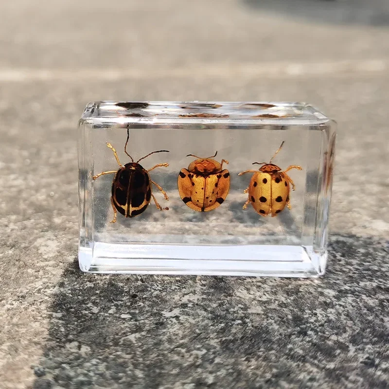 Resin Specimen Bugs Collection Paperweights Arachnid Insect Spec  decoration  home accessories in random