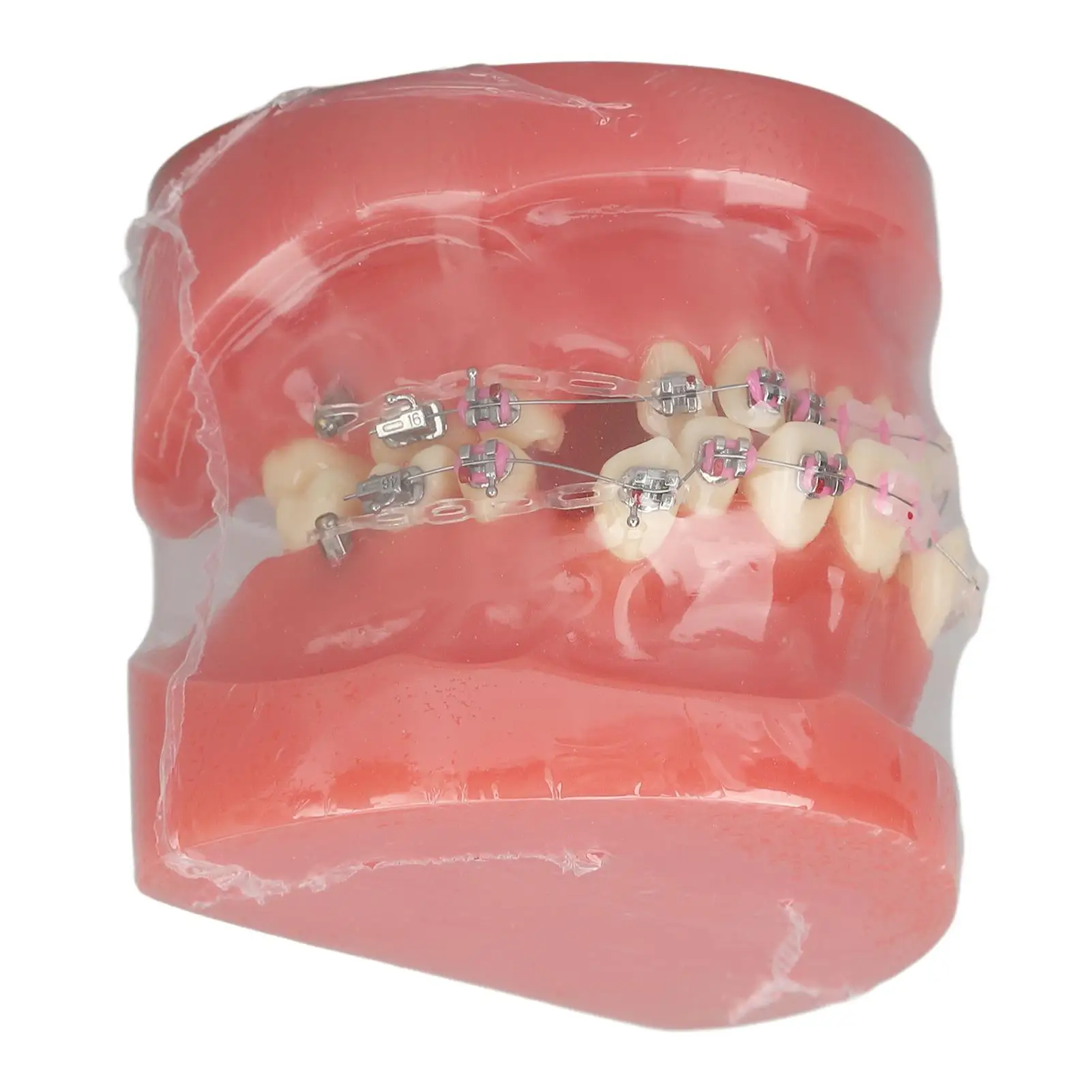 Ortho for dental Model Metal & Resin Disassembled Teeth Display for Lab & for dentists 