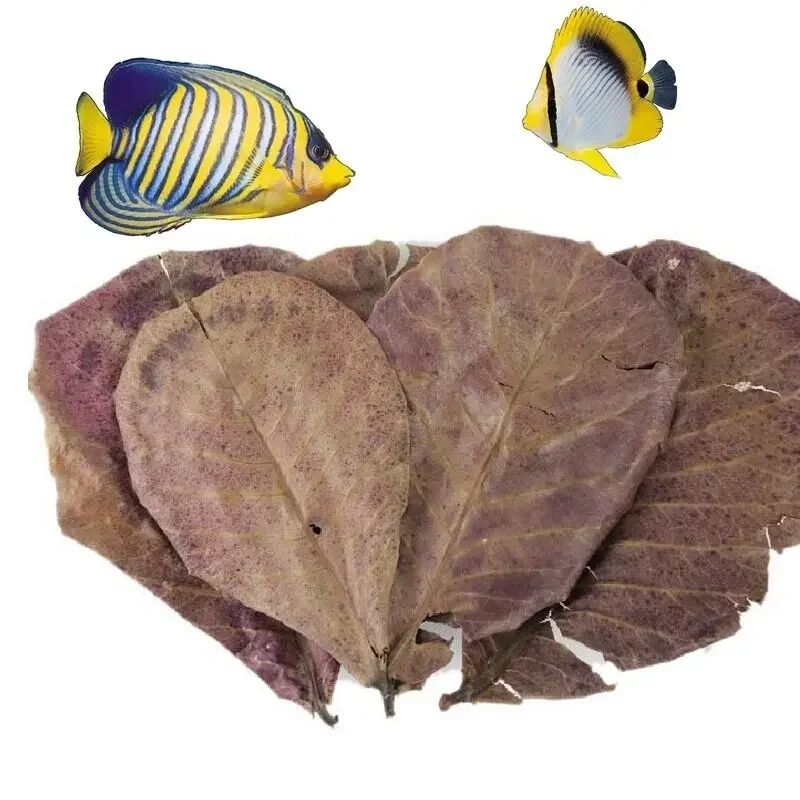 10PCS Natural Terminalia Catappa Foetida Leaf Cleaning Aquarium Tank Lower PH Inhibit Bacteria Fish Treatments