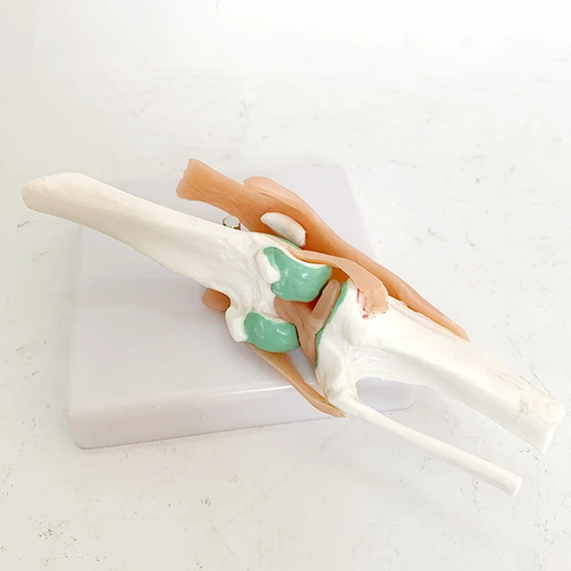 Imagem -06 - Joelho do Cão com Função Ligamentar Modelo de Esqueleto Perfeito para Falar Anatomia Canina