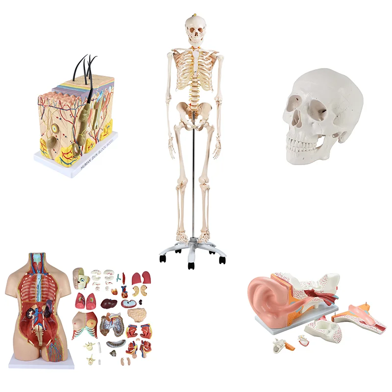 Professional Quality Medical Science Human Anatomical Skeleton Models For School Education