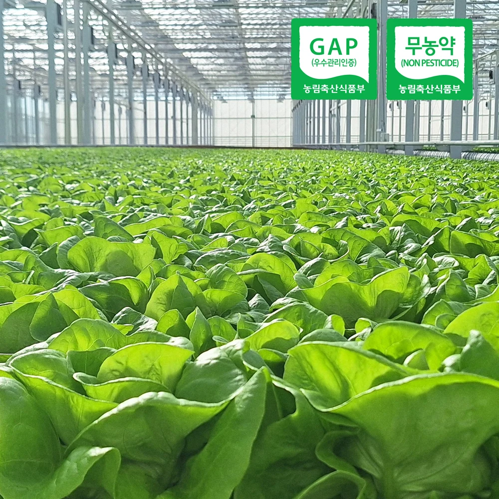 خضروات السلطة الأوروبية الفاخرة، 1 كجم تقريبًا (3-6 أنواع عشوائية)