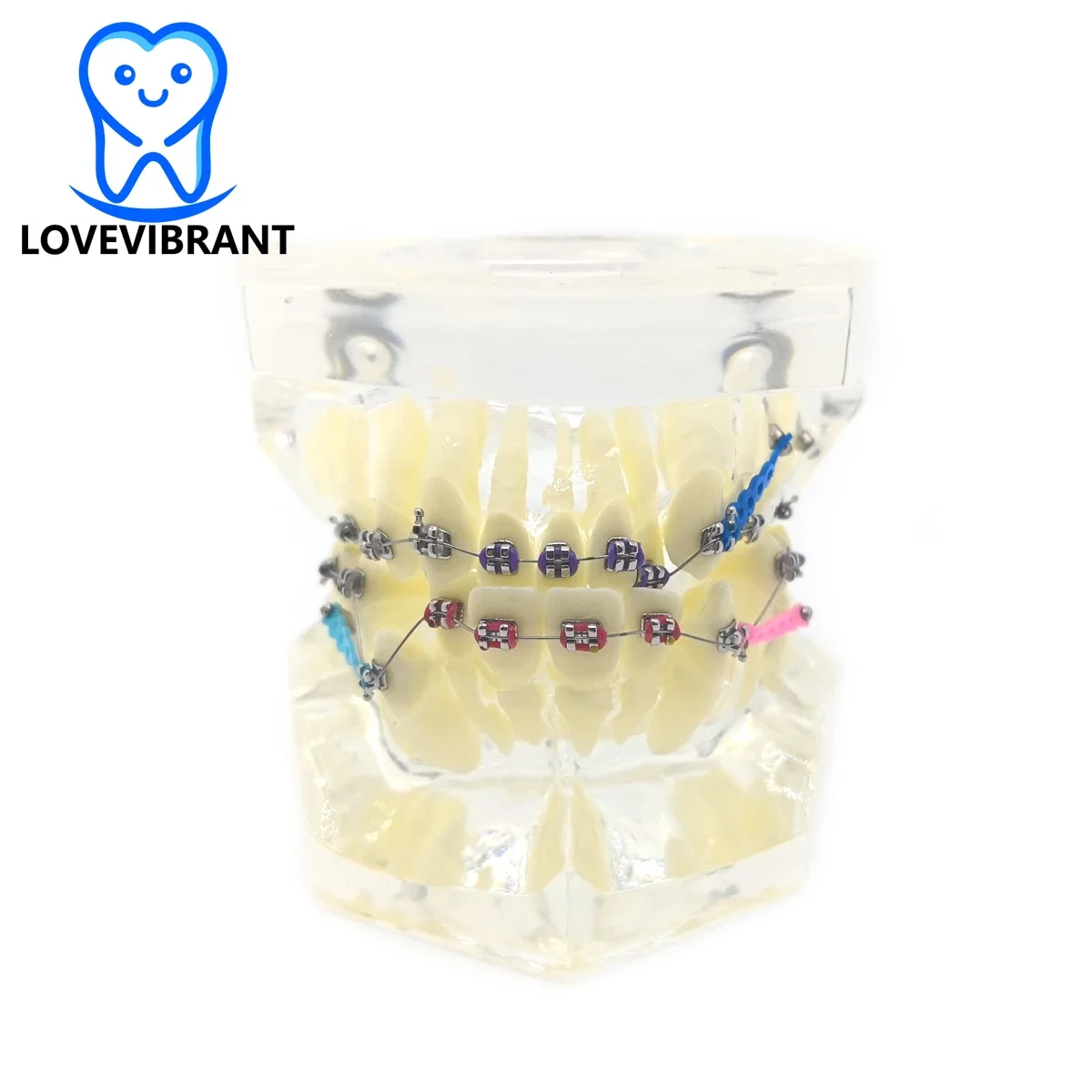 Dental Teeth Model Orthodontic Treatment Study Demo Model For Teaching And Hospital Dentist Malocclusion Orthodontic Model