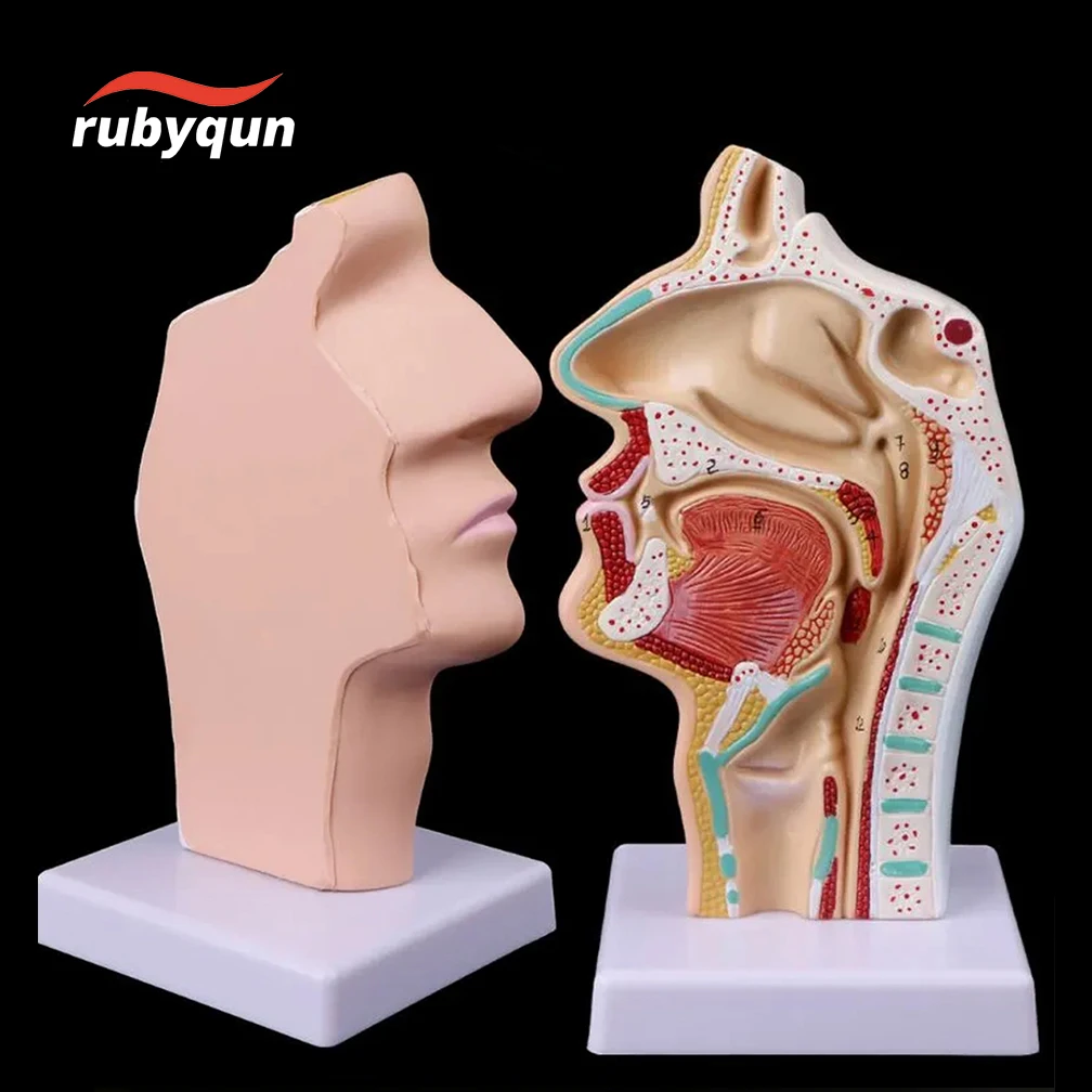 Modelo de cavidad Nasal humana, modelo de cavidad Oral, modelo anatómico de faringe y laringe, modelado de Otolaringología de cavidad faríngea