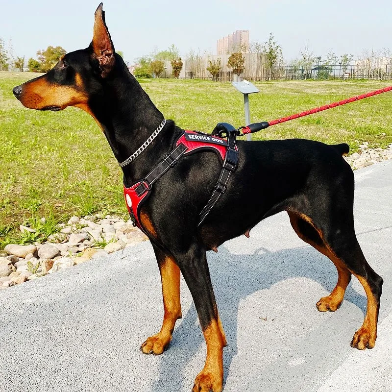 Doberman Dog Harness Collar Leash Set Walking Pet Vest Harnesses for Medium Large Dogs German Shepherd mascotas Chain Supplies