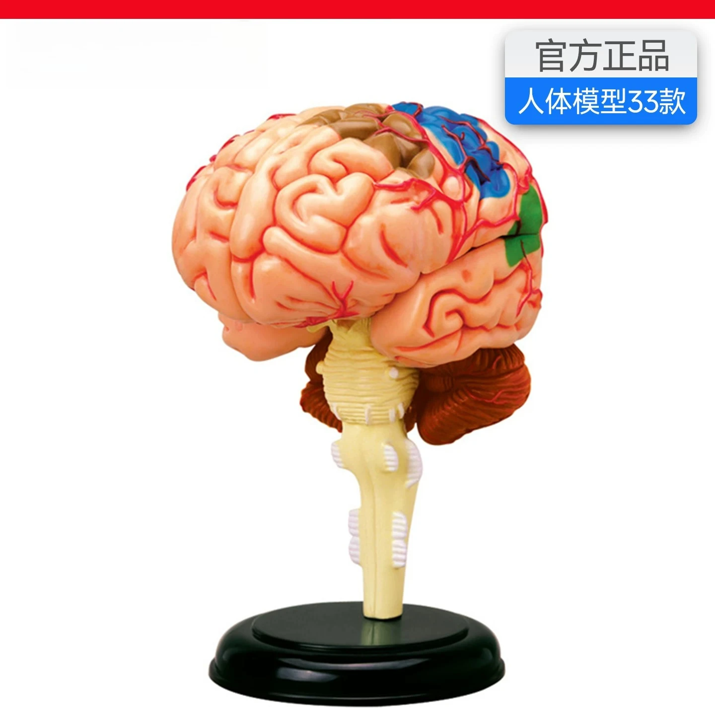 Simulated Human Brain Anatomy Model Detachable Medical Teaching Aid Organ Display Body Structure