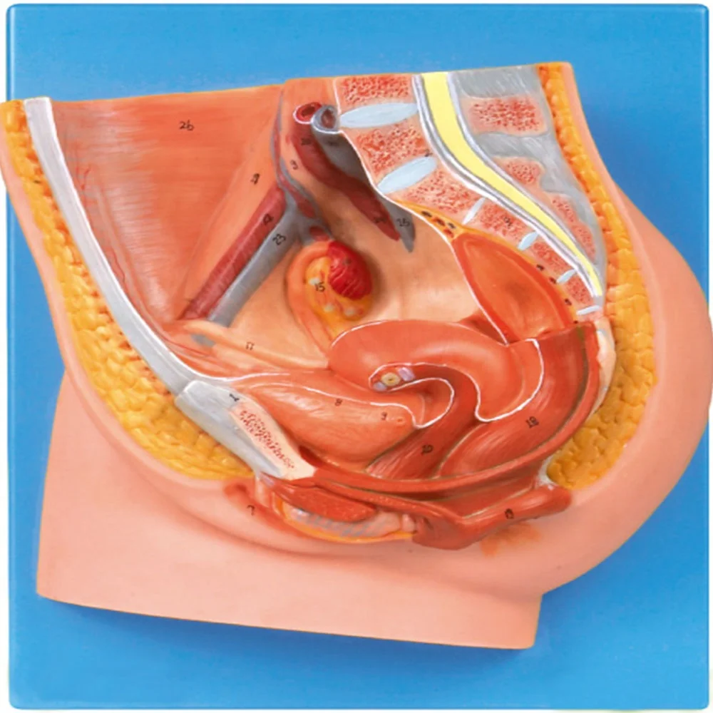 GD/A15104 Median Section of Female Pelvis Model( anatomical model)