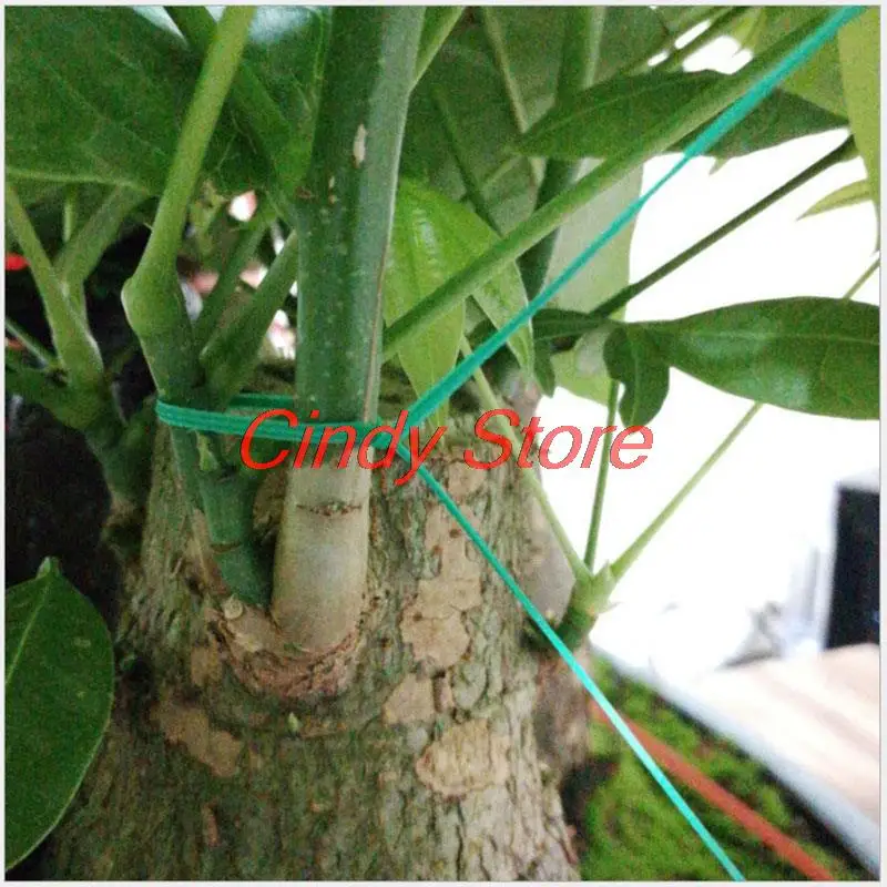 20/30/50/100m Gardening Flowers and Trees Climbing Cane Fixed Line Garden Lace Up Wire Twist Ties Binding Climbing Plants