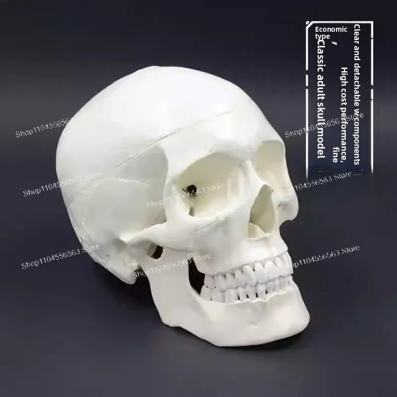 1:1 Life-Size Colored Human Skull Model, Realistic Anatomical Head Skeleton, Professional Teaching Aid for Anatomy