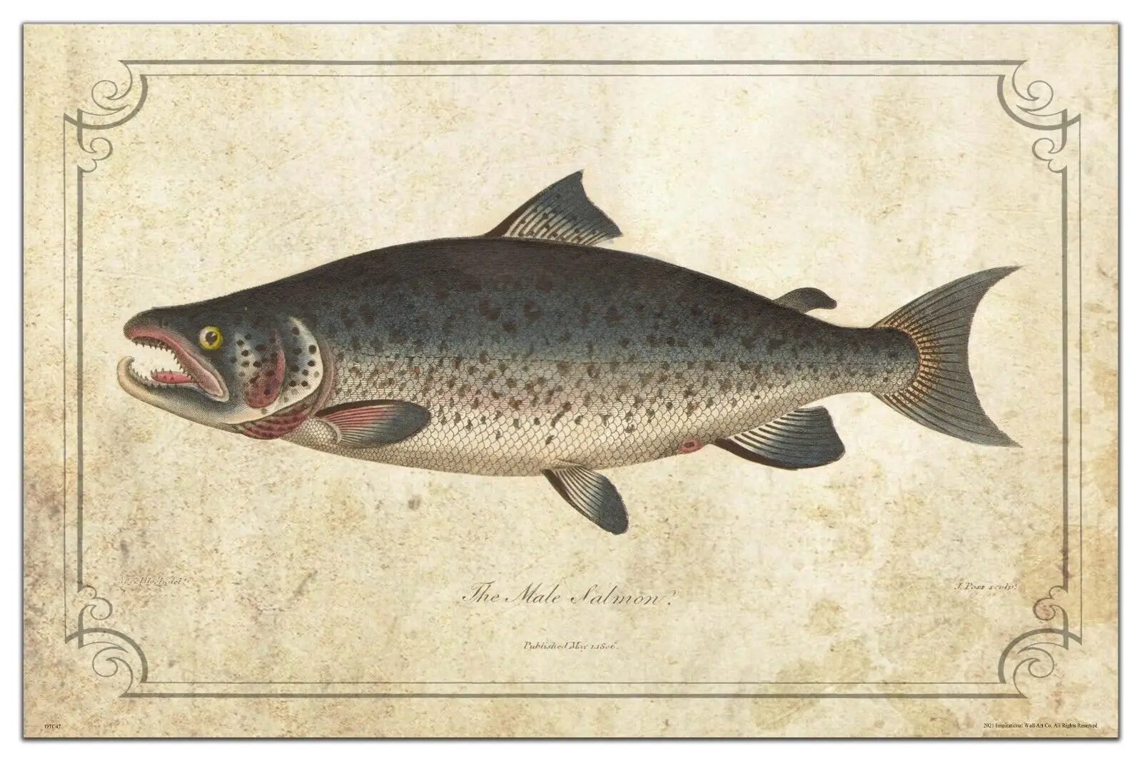 Vintage Salmon Fishing Lures Art Canvas Poster for Living Room Decoration Home Wall Decor Decorative Picture