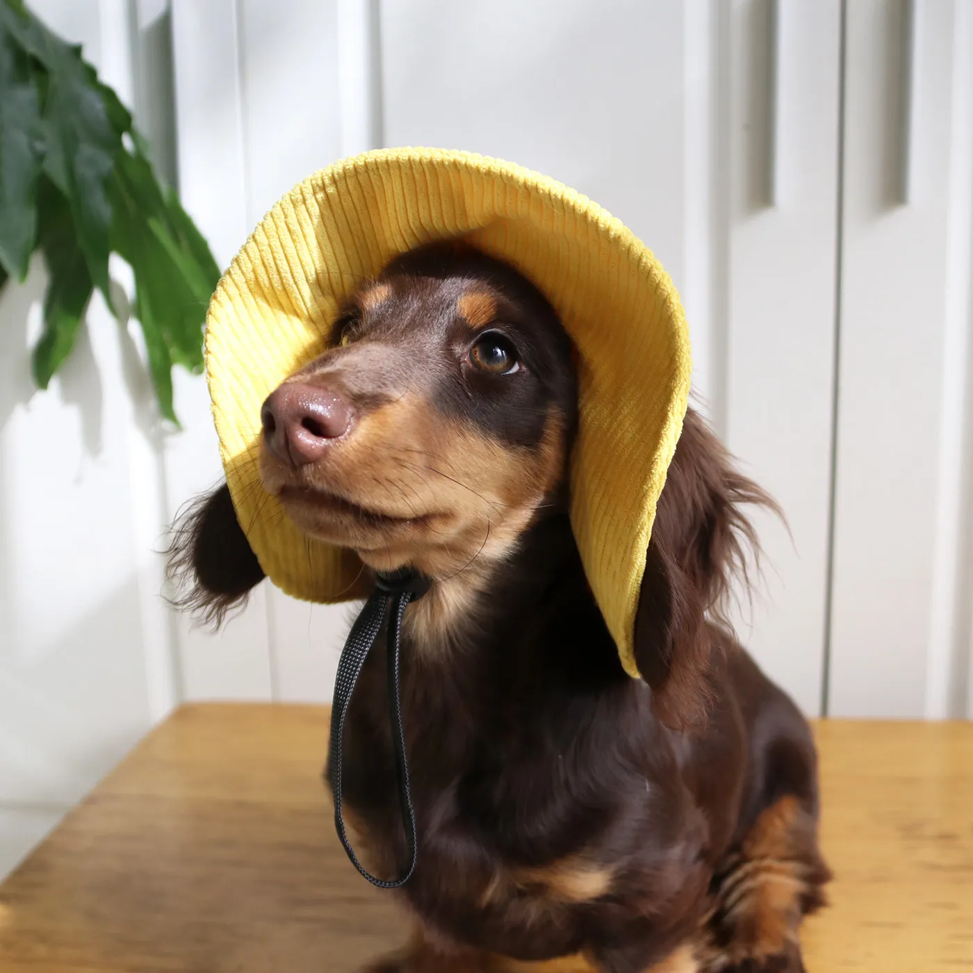 Sombrero solar para perros con orificios para las orejas, ajustable y transpirable - imagen 4