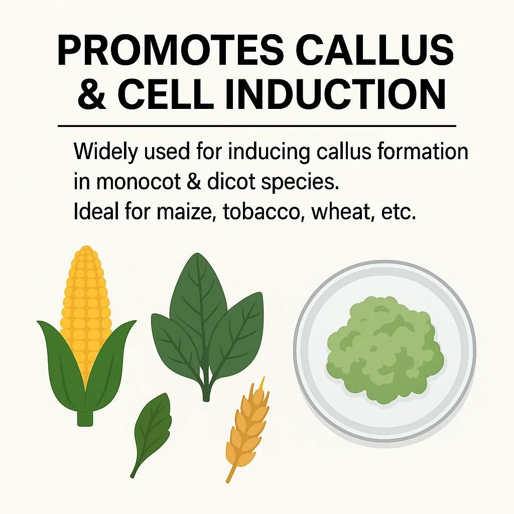 N6 متوسط بدون سكر أو أجار لمسحوق بروتوبلاست أنثري لتجديد الثقافة والنباتات 50 جم/100 جم/250 جم