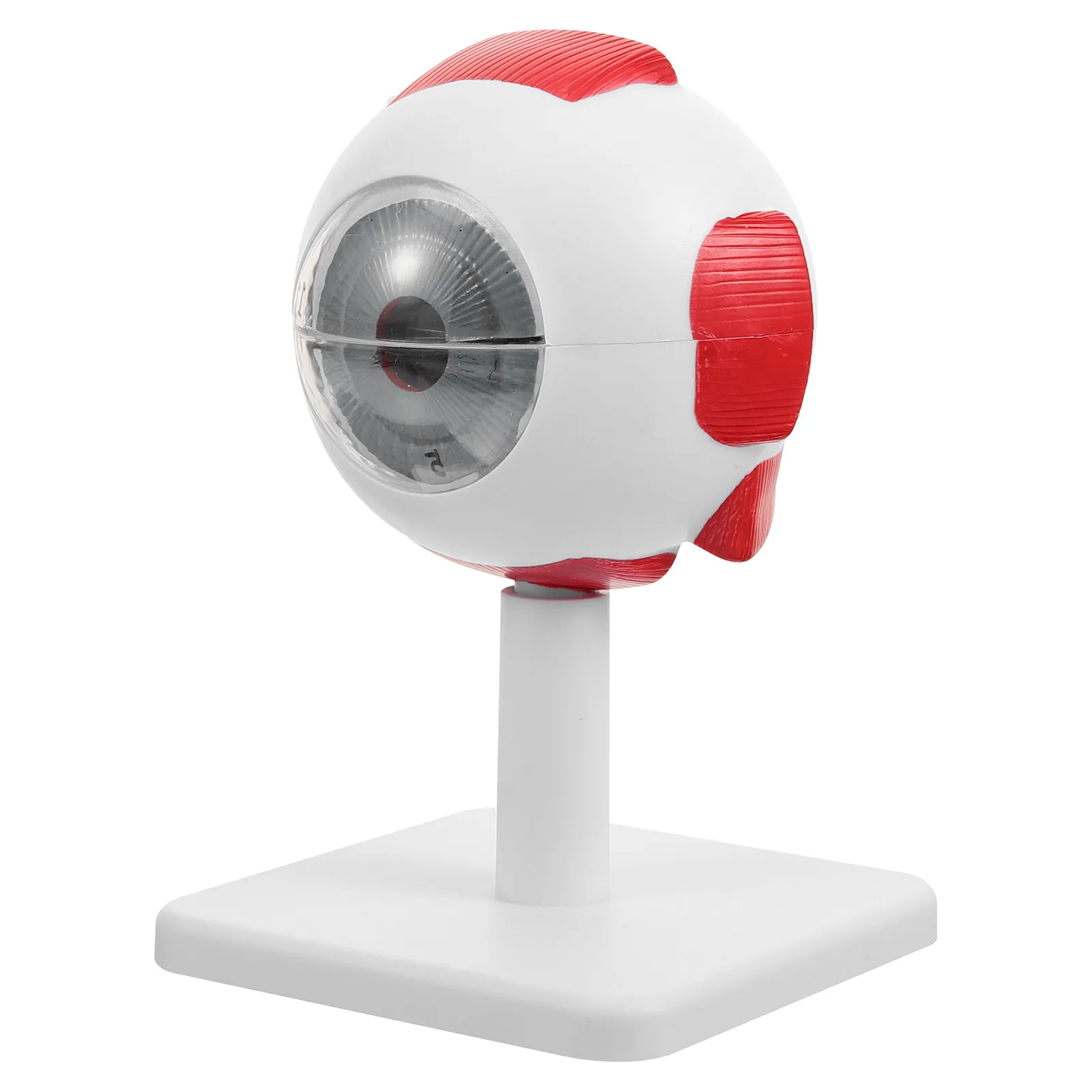 Human Eyeball Anatomy 3X Enlarged Eyeball Science Education Eye Teaching Research Anatomy Eye Display Anatomical Model,